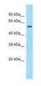 Sulfide Quinone Oxidoreductase antibody, NBP1-98431, Novus Biologicals, Western Blot image 