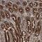 Isoleucyl-TRNA Synthetase 2, Mitochondrial antibody, PA5-55117, Invitrogen Antibodies, Immunohistochemistry frozen image 