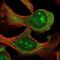 Spermatogenesis Associated Serine Rich 2 Like antibody, PA5-63127, Invitrogen Antibodies, Immunofluorescence image 