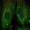 DnaJ Heat Shock Protein Family (Hsp40) Member B9 antibody, PA5-59621, Invitrogen Antibodies, Immunofluorescence image 