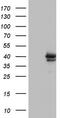 Core histone macro-H2A.2 antibody, TA803459S, Origene, Western Blot image 