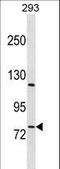 RB Associated KRAB Zinc Finger antibody, LS-C162478, Lifespan Biosciences, Western Blot image 