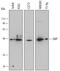 Macrophage Erythroblast Attacher antibody, MAB7288, R&D Systems, Western Blot image 