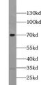 WNK Lysine Deficient Protein Kinase 4 antibody, FNab09516, FineTest, Western Blot image 