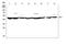 Eukaryotic Translation Initiation Factor 4A1 antibody, A03922-3, Boster Biological Technology, Western Blot image 