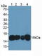 Coactosin Like F-Actin Binding Protein 1 antibody, abx128369, Abbexa, Western Blot image 