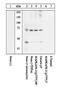 MAPK Activated Protein Kinase 2 antibody, 44-516G, Invitrogen Antibodies, Western Blot image 