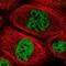 Zinc Finger Protein 14 antibody, NBP1-81401, Novus Biologicals, Immunofluorescence image 