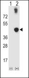 Alcohol Dehydrogenase 5 (Class III), Chi Polypeptide antibody, LS-B13754, Lifespan Biosciences, Western Blot image 