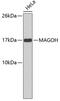 Mago Homolog, Exon Junction Complex Subunit antibody, 19-225, ProSci, Western Blot image 