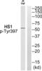 Hematopoietic Cell-Specific Lyn Substrate 1 antibody, abx012714, Abbexa, Western Blot image 