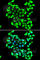 General Transcription Factor IIH Subunit 3 antibody, A7188, ABclonal Technology, Immunofluorescence image 