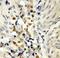 p53 antibody, LS-C192621, Lifespan Biosciences, Immunohistochemistry frozen image 