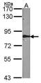 Fas Associated Factor 1 antibody, PA5-27687, Invitrogen Antibodies, Western Blot image 