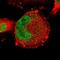 Zinc Finger Protein 367 antibody, NBP2-58701, Novus Biologicals, Immunofluorescence image 
