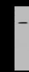 Coronin 1C antibody, 200683-T40, Sino Biological, Western Blot image 