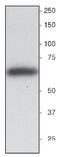 Synaptotagmin 1 antibody, AP31821PU-N, Origene, Western Blot image 