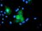 Ubiquitin Specific Peptidase 54 antibody, NBP2-45403, Novus Biologicals, Immunofluorescence image 