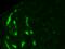 Prolactin Receptor antibody, CL093AP, Cedarlane Labs, Immunohistochemistry paraffin image 