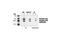 Mitogen-Activated Protein Kinase 8 antibody, 9255S, Cell Signaling Technology, Western Blot image 