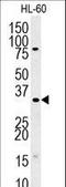 Translin-associated protein X antibody, LS-C160259, Lifespan Biosciences, Western Blot image 