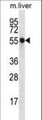 Nucleoredoxin antibody, LS-C163085, Lifespan Biosciences, Western Blot image 