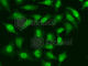 Three Prime Repair Exonuclease 1 antibody, A6778, ABclonal Technology, Immunofluorescence image 