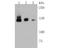 Timeless Circadian Regulator antibody, NBP2-80479, Novus Biologicals, Western Blot image 