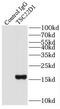 TSC22 Domain Family Member 1 antibody, FNab09035, FineTest, Immunoprecipitation image 