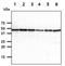 Cleavage Stimulation Factor Subunit 1 antibody, NBP2-42659, Novus Biologicals, Western Blot image 