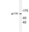 Interleukin 6 Signal Transducer antibody, LS-B10905, Lifespan Biosciences, Western Blot image 