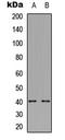 TACSTD2 antibody, LS-B13203, Lifespan Biosciences, Western Blot image 