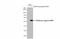 EGF Containing Fibulin Extracellular Matrix Protein 1 antibody, NBP2-16277, Novus Biologicals, Western Blot image 