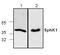 Sphingosine Kinase 1 antibody, MBS835595, MyBioSource, Western Blot image 