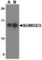 Small Ubiquitin Like Modifier 2 antibody, NBP1-77163, Novus Biologicals, Western Blot image 