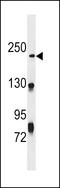 NHS Like 1 antibody, LS-C158387, Lifespan Biosciences, Western Blot image 