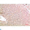 Transthyretin antibody, LS-C813249, Lifespan Biosciences, Immunohistochemistry paraffin image 
