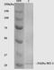 Heme Oxygenase 1 antibody, 13062, QED Bioscience, Western Blot image 