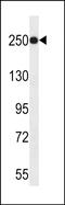 Lysine Demethylase 5A antibody, PA5-48348, Invitrogen Antibodies, Western Blot image 