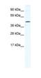 Tetratricopeptide Repeat Domain 19 antibody, orb324696, Biorbyt, Western Blot image 