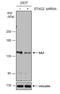 Stromal Antigen 2 antibody, NBP2-43823, Novus Biologicals, Western Blot image 