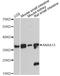 Annexin A13 antibody, A13728, ABclonal Technology, Western Blot image 