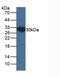 Enoyl-CoA Hydratase 1 antibody, abx128198, Abbexa, Western Blot image 