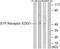 Sphingosine-1-Phosphate Receptor 1 antibody, LS-C118016, Lifespan Biosciences, Western Blot image 