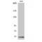 DEAD-Box Helicase 19B antibody, LS-C383101, Lifespan Biosciences, Western Blot image 