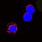 Fas Ligand antibody, AF1858, R&D Systems, Immunocytochemistry image 