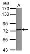 E3 ubiquitin/ISG15 ligase TRIM25 antibody, LS-C155453, Lifespan Biosciences, Western Blot image 