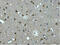 MAP2 antibody, GTX34069, GeneTex, Immunohistochemistry paraffin image 