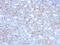 Melanoma Cell Adhesion Molecule antibody, NBP2-48199, Novus Biologicals, Immunohistochemistry paraffin image 