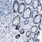 WD Repeat Domain 4 antibody, NBP1-86901, Novus Biologicals, Immunohistochemistry paraffin image 
